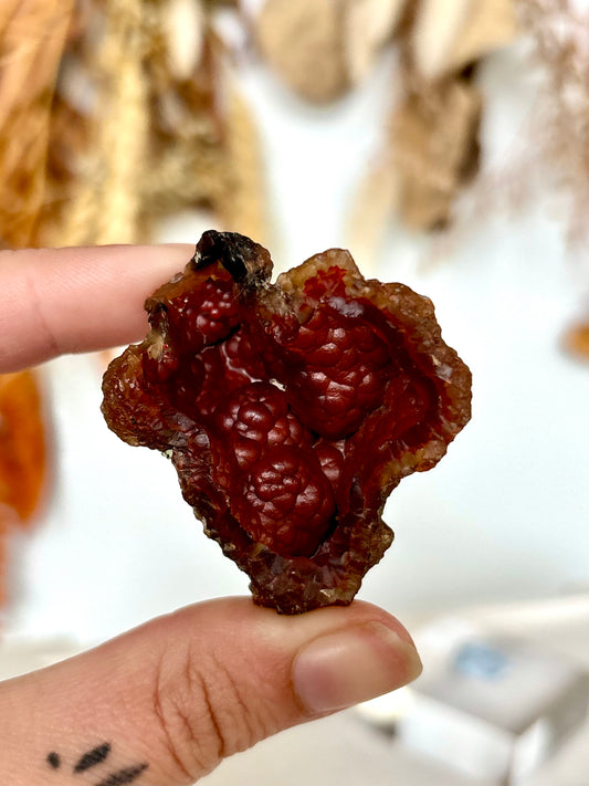 Red Fox Agate Botryoidal Geode (Rare)