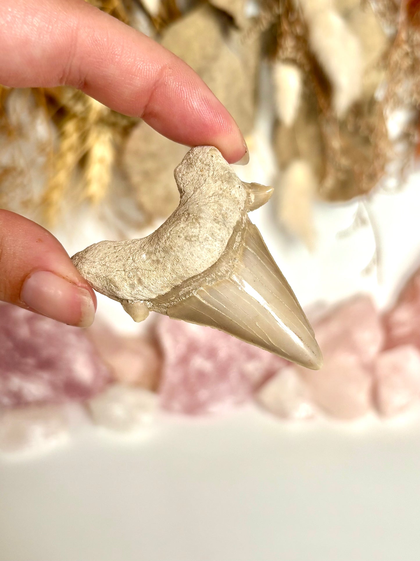 Otodus obliquus Shark Tooth (A grade) (5)