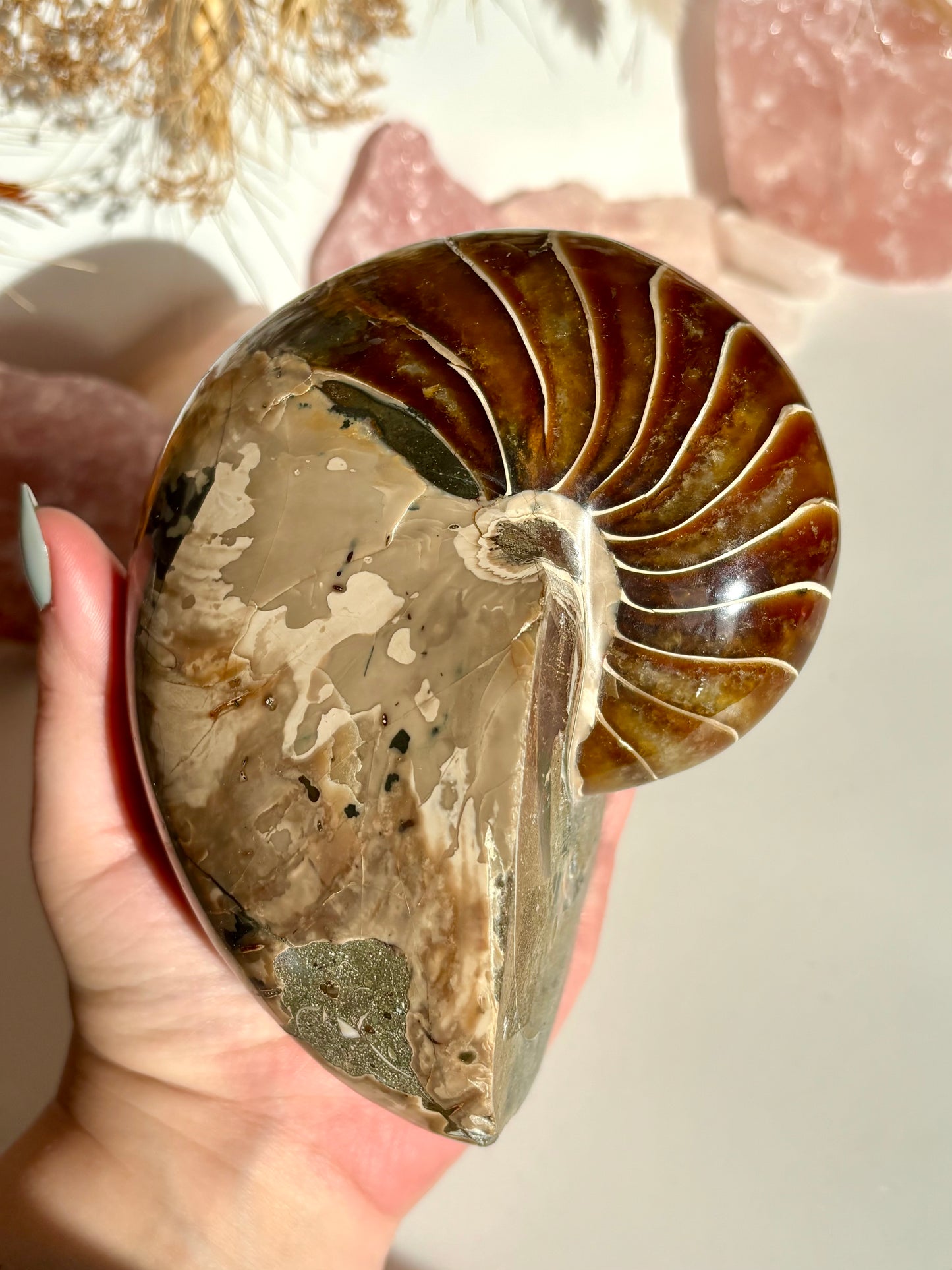 Fossilised Nautilus (Rare)