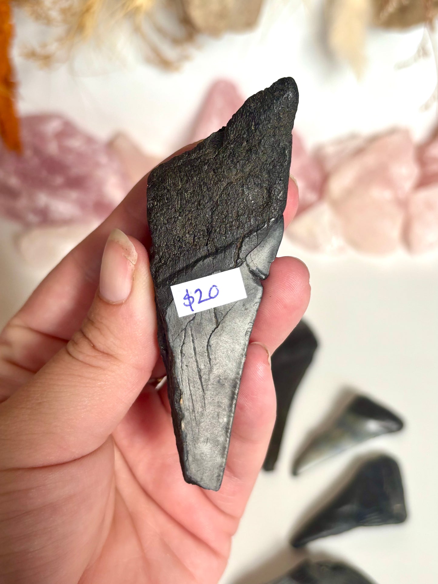 Megalodon Tooth (1)