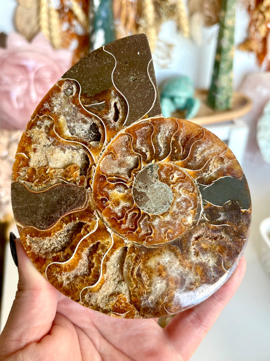 Large Ammonite Cut Pair