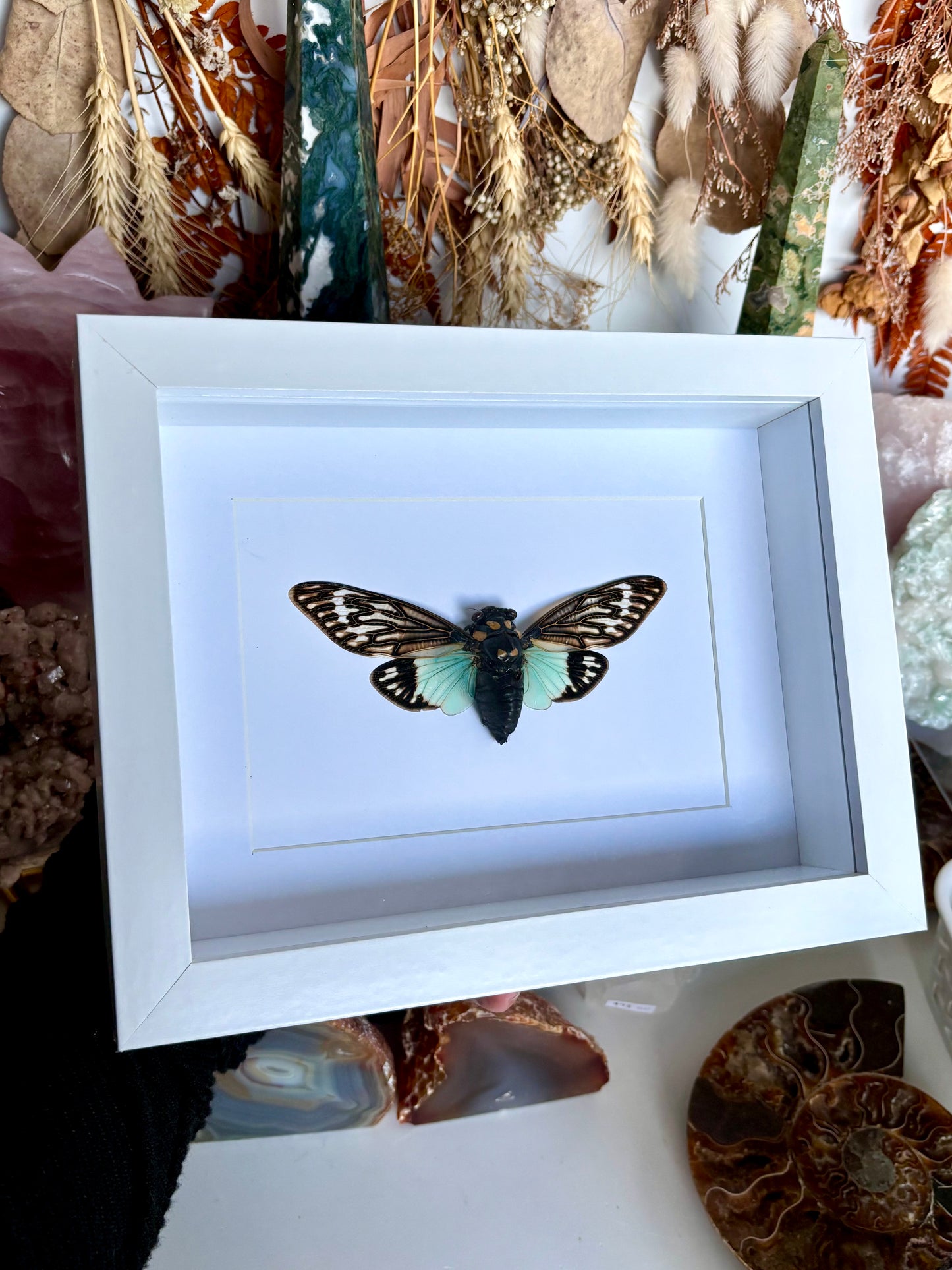 Blue Cicada (Tosena Splendida)