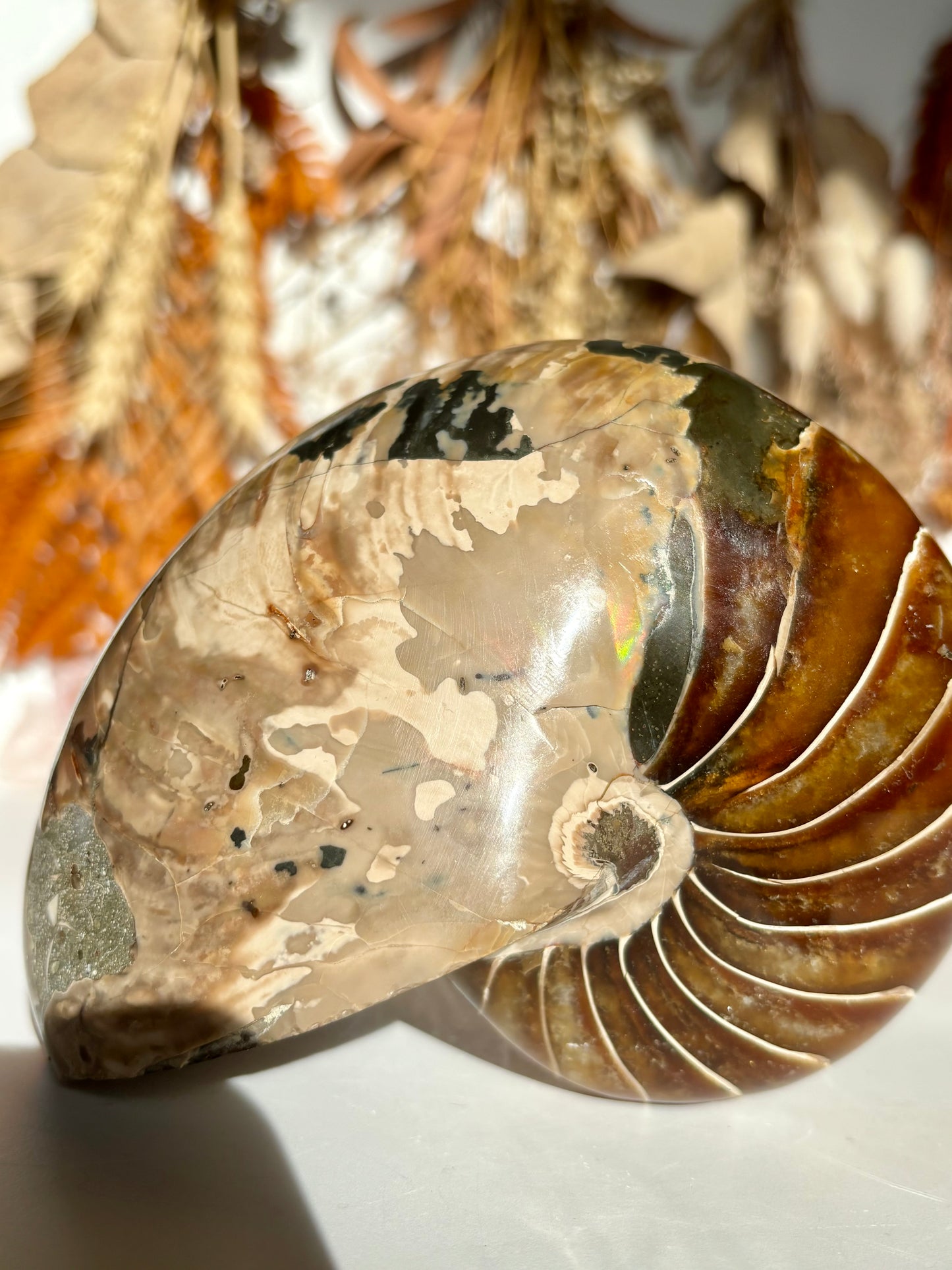 Fossilised Nautilus (Rare)