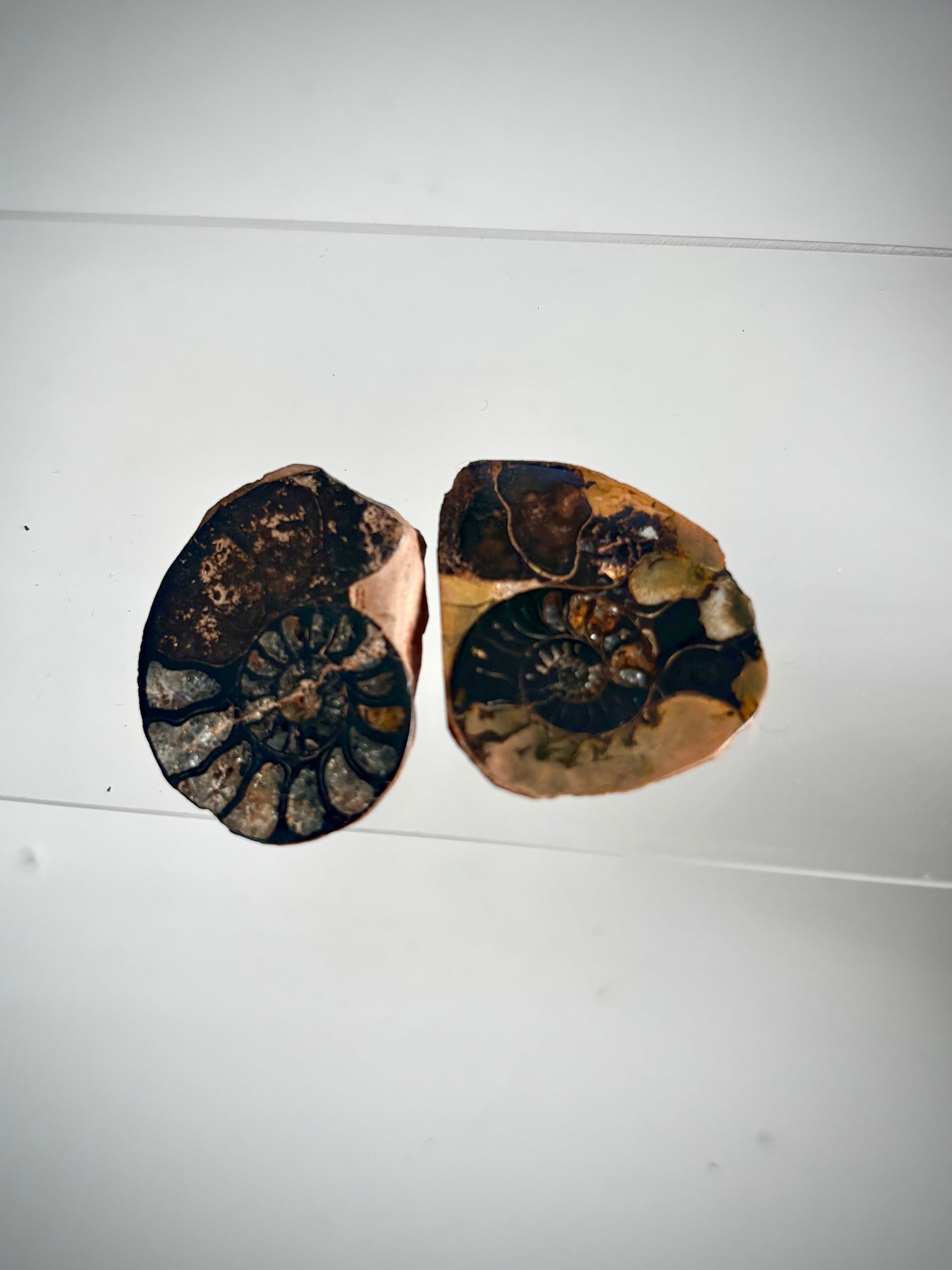 Hematised Ammonite Pair