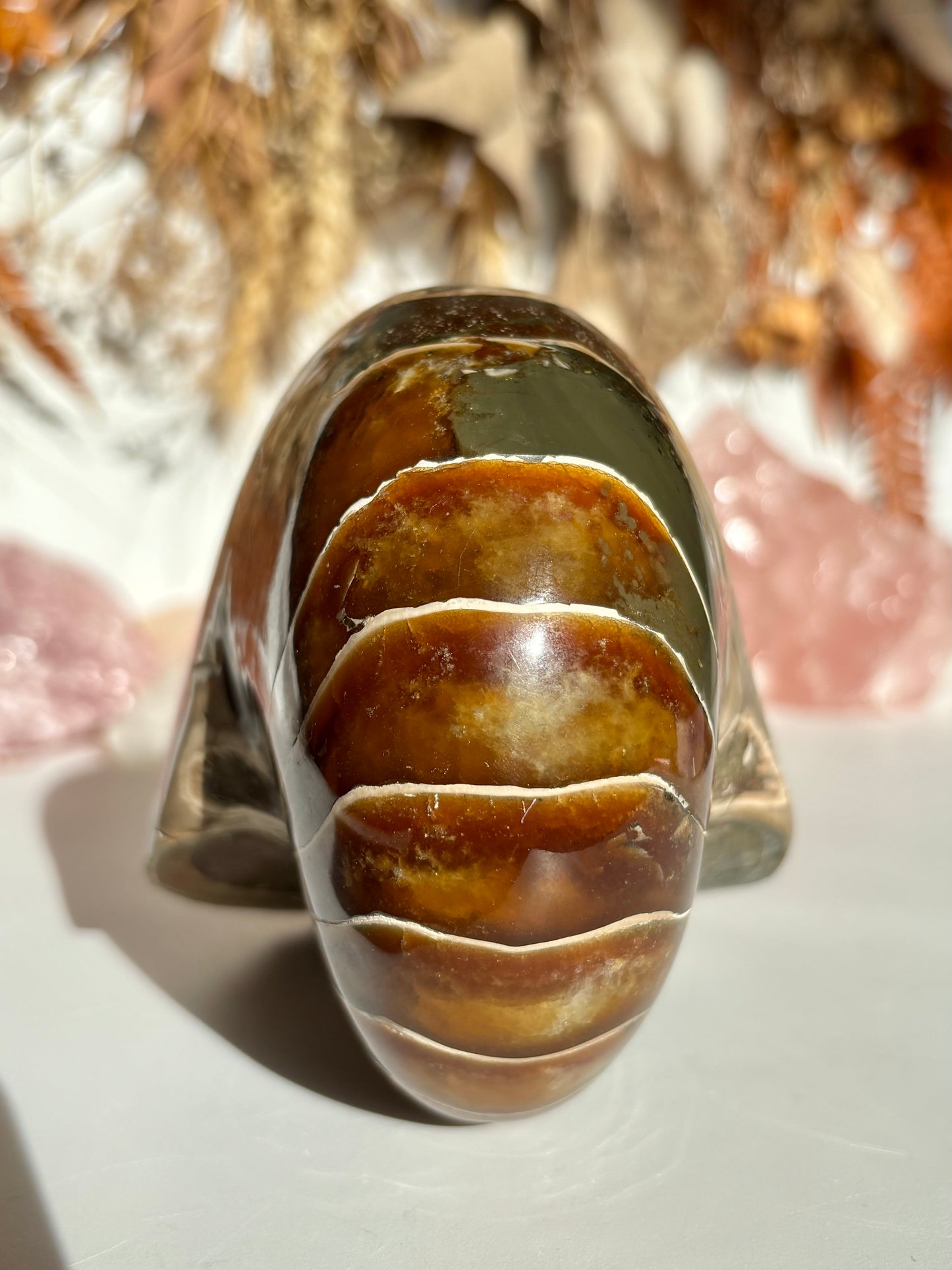 Fossilised Nautilus (Rare)