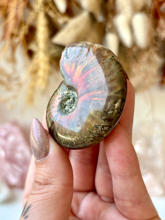 Fossilised Ammonite