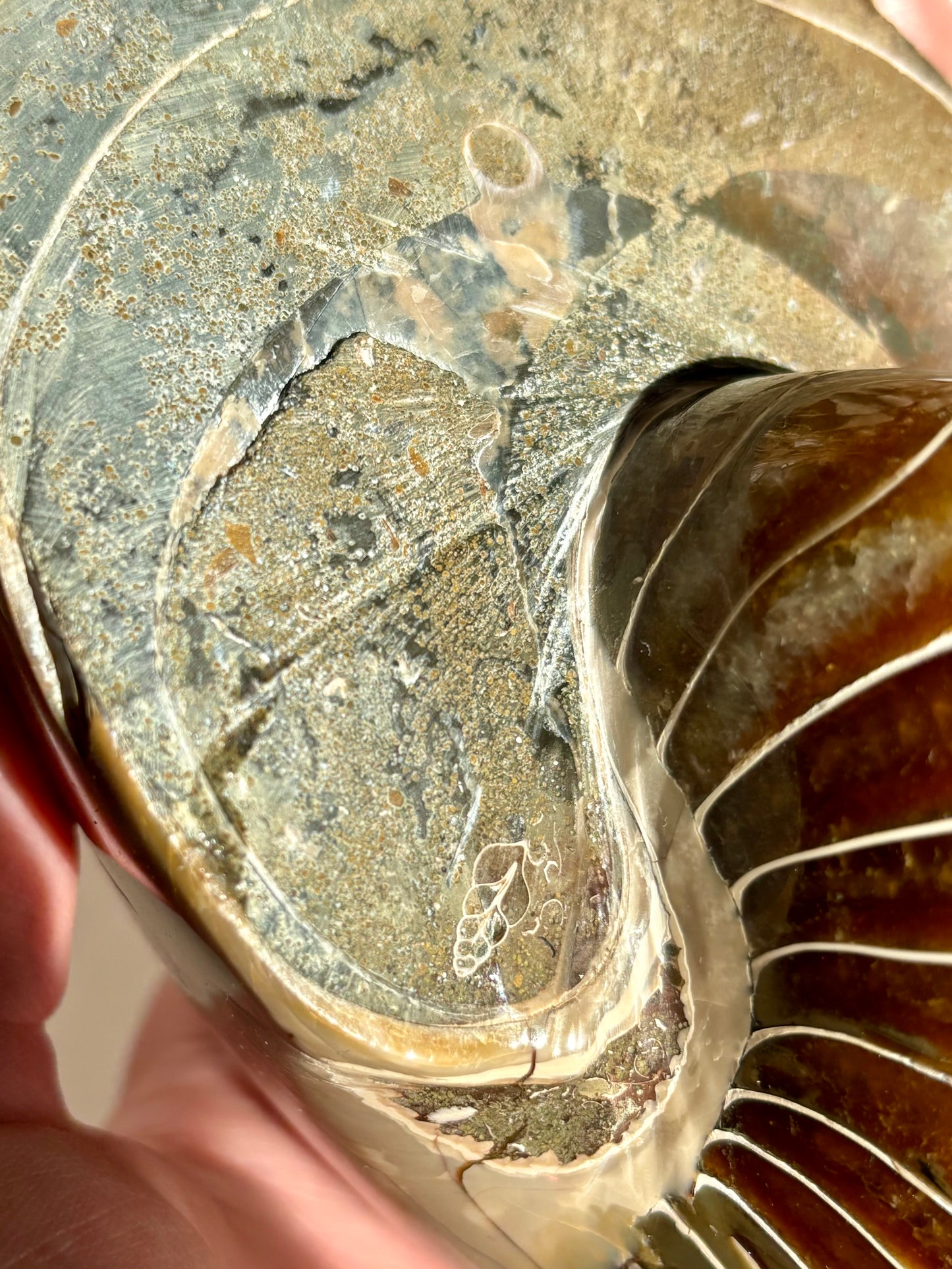 Fossilised Nautilus (Rare)