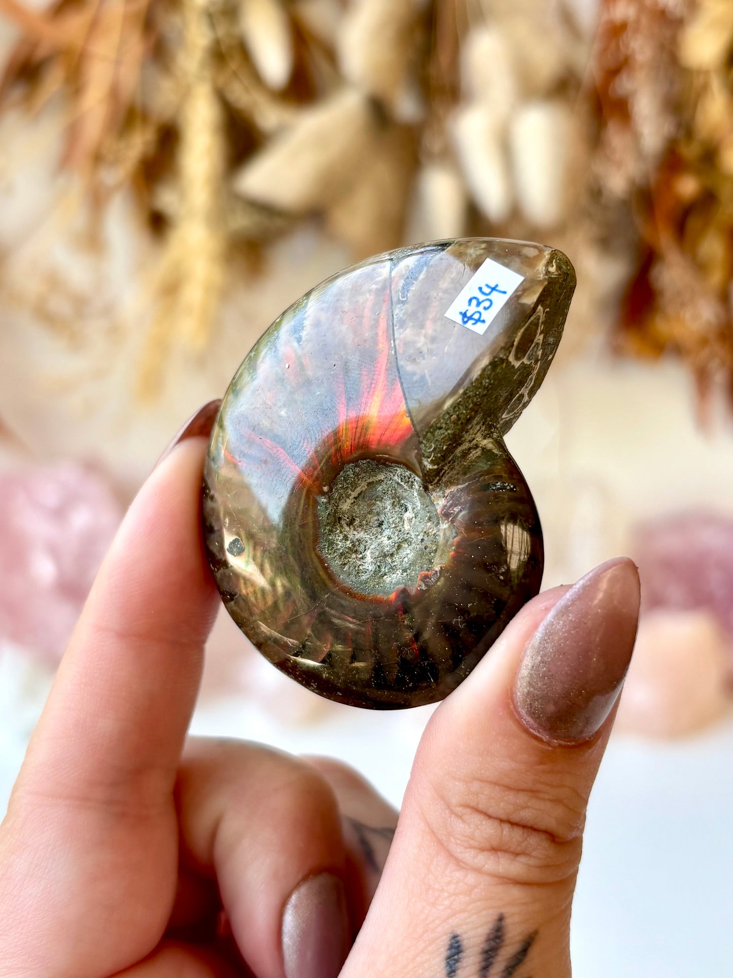 Fossilised Ammonite