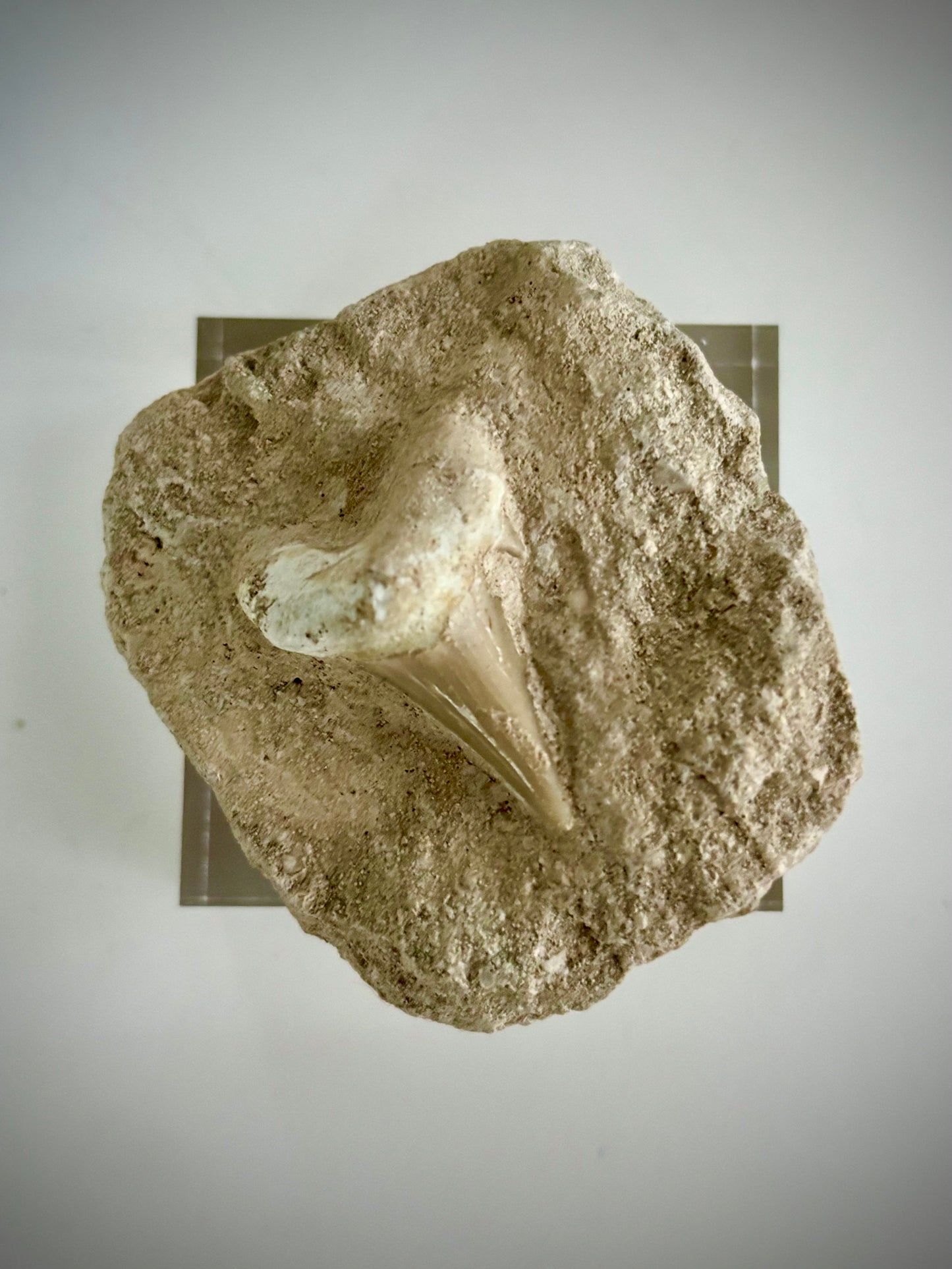 Fossilised Otodus Obliquus Shark Tooth in Limestone Matrix