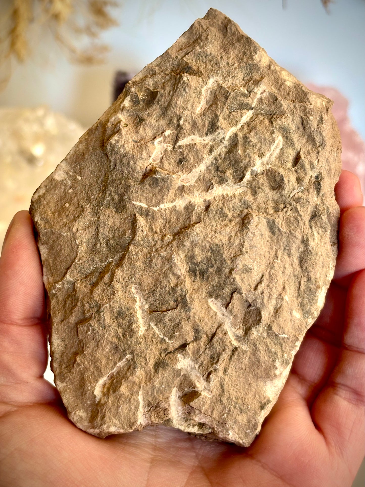 Crotalocephalina Trilobite Fossil