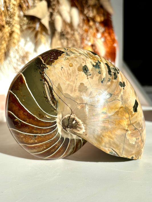 Fossilised Nautilus (Rare)