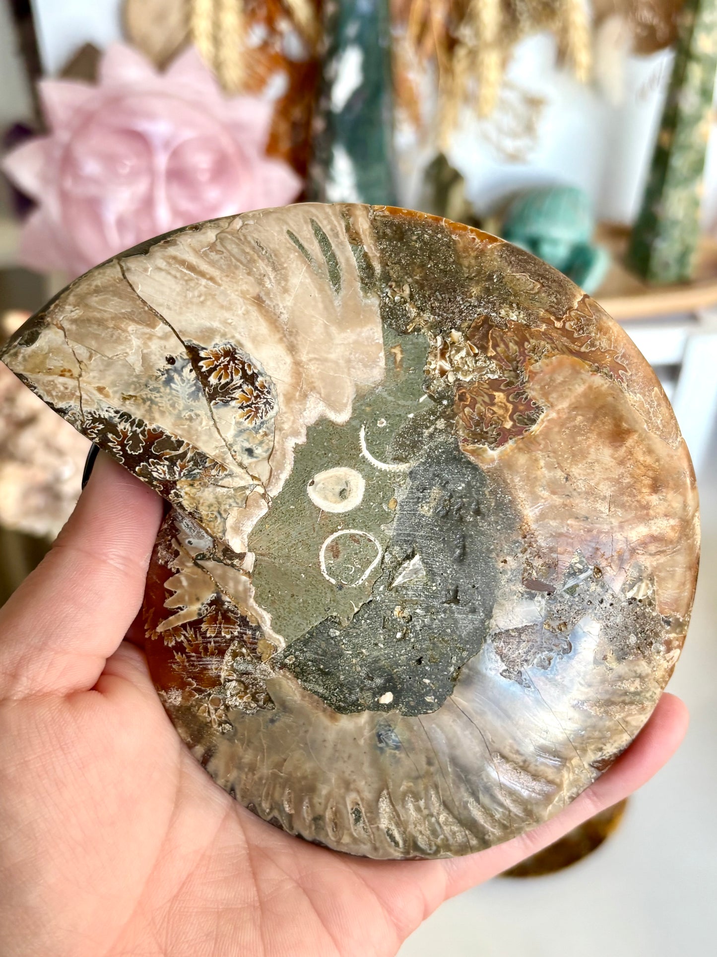 Large Ammonite Cut Pair
