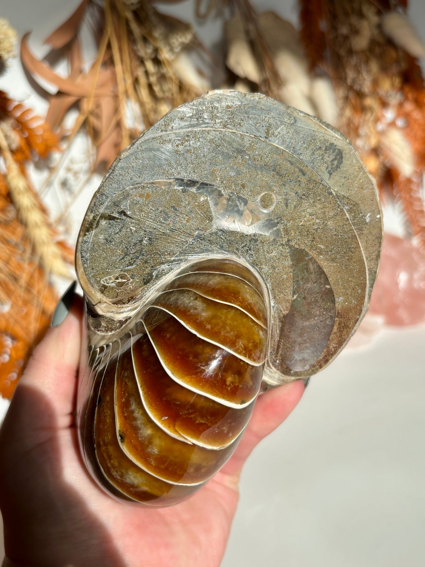 Fossilised Nautilus (Rare)