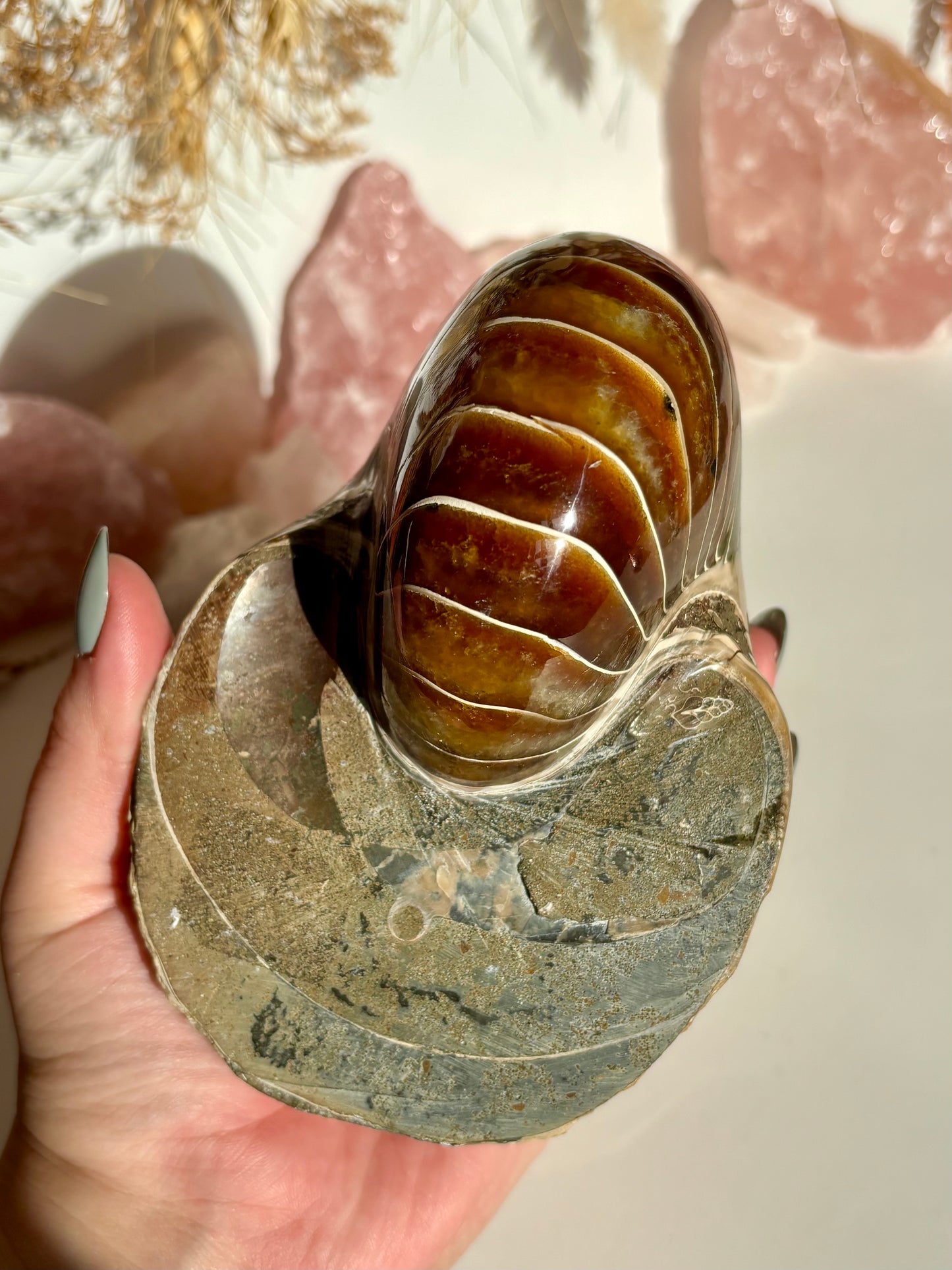 Fossilised Nautilus (Rare)