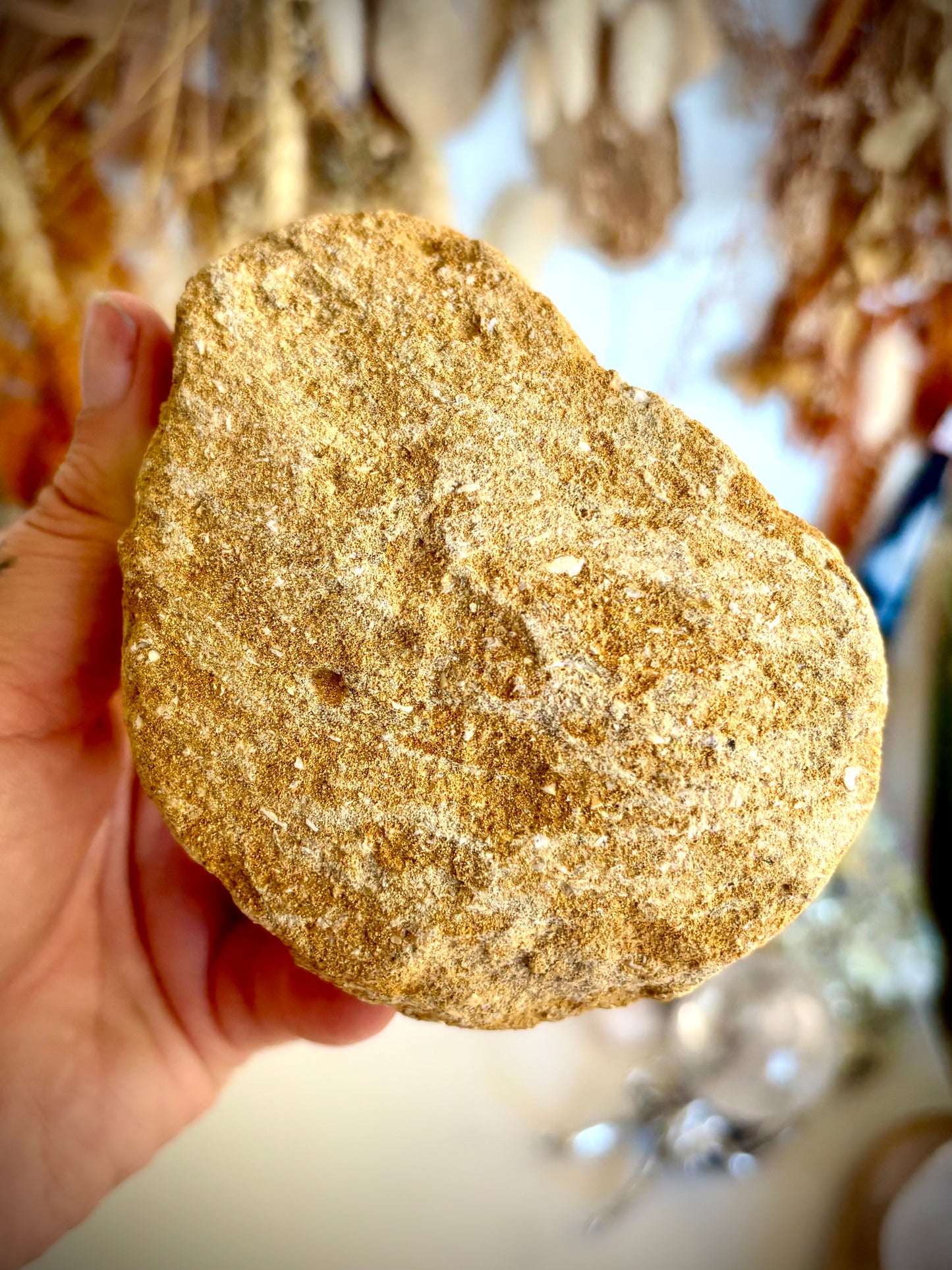 Mosasaur Tooth Fossil set in matrix
