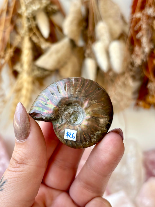 Fossilised Ammonite