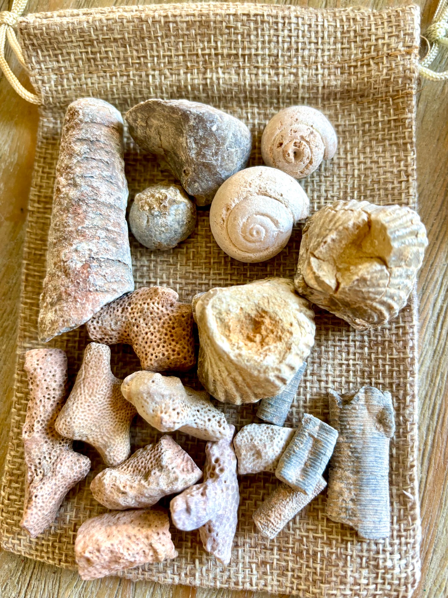 Fossil Assortment (in bag)
