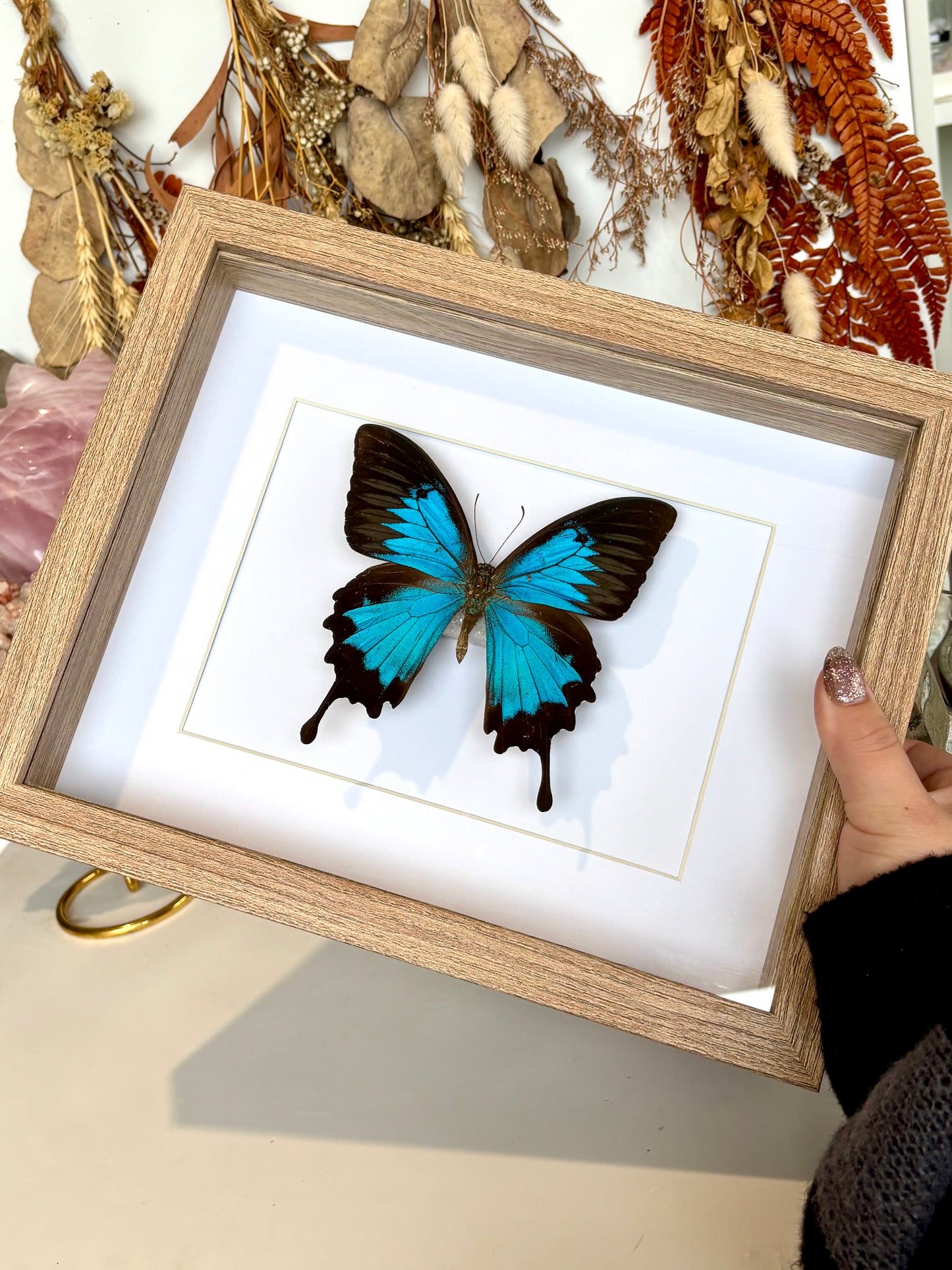 Papilio Ulysses - Blue Emporer - Revived