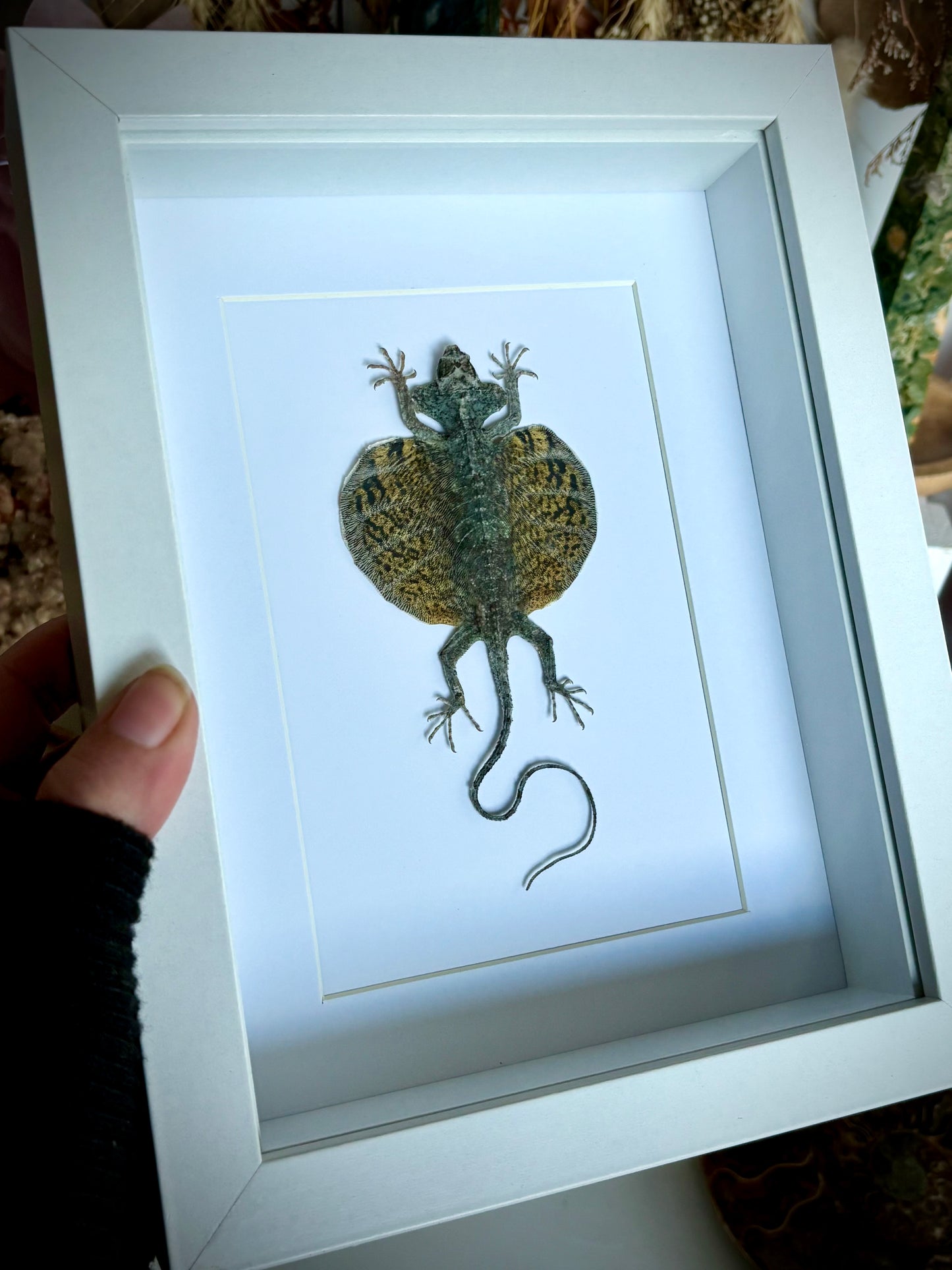Bearded Flying Dragon (Draco Haematopogon)