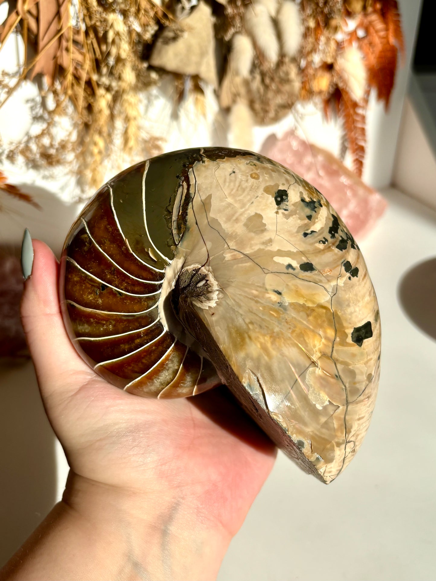 Fossilised Nautilus (Rare)