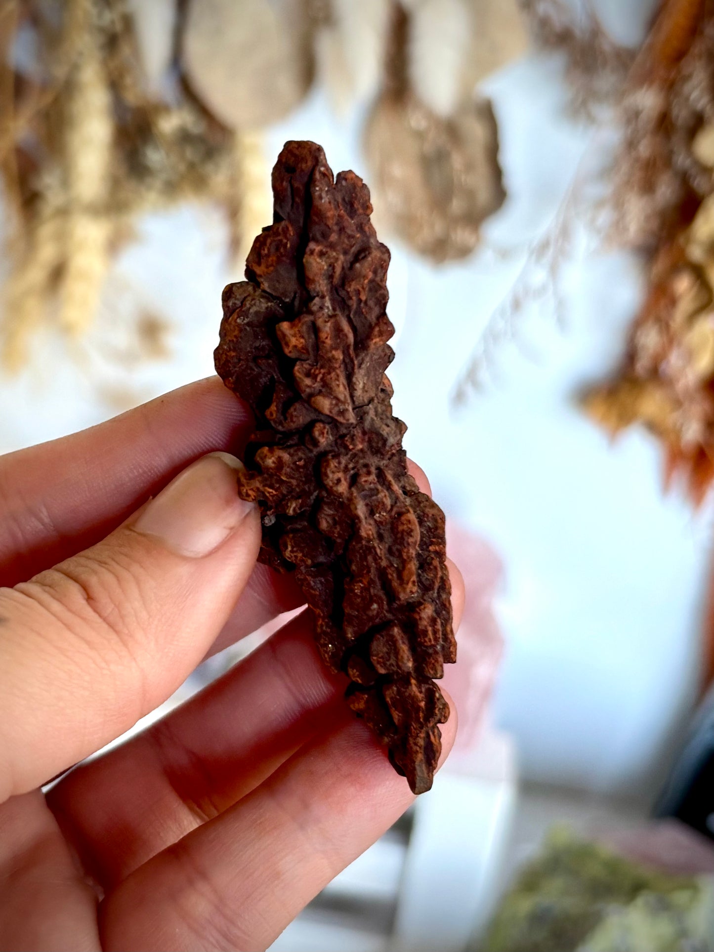 Fossilised Dinosaur Crap - Coprolite