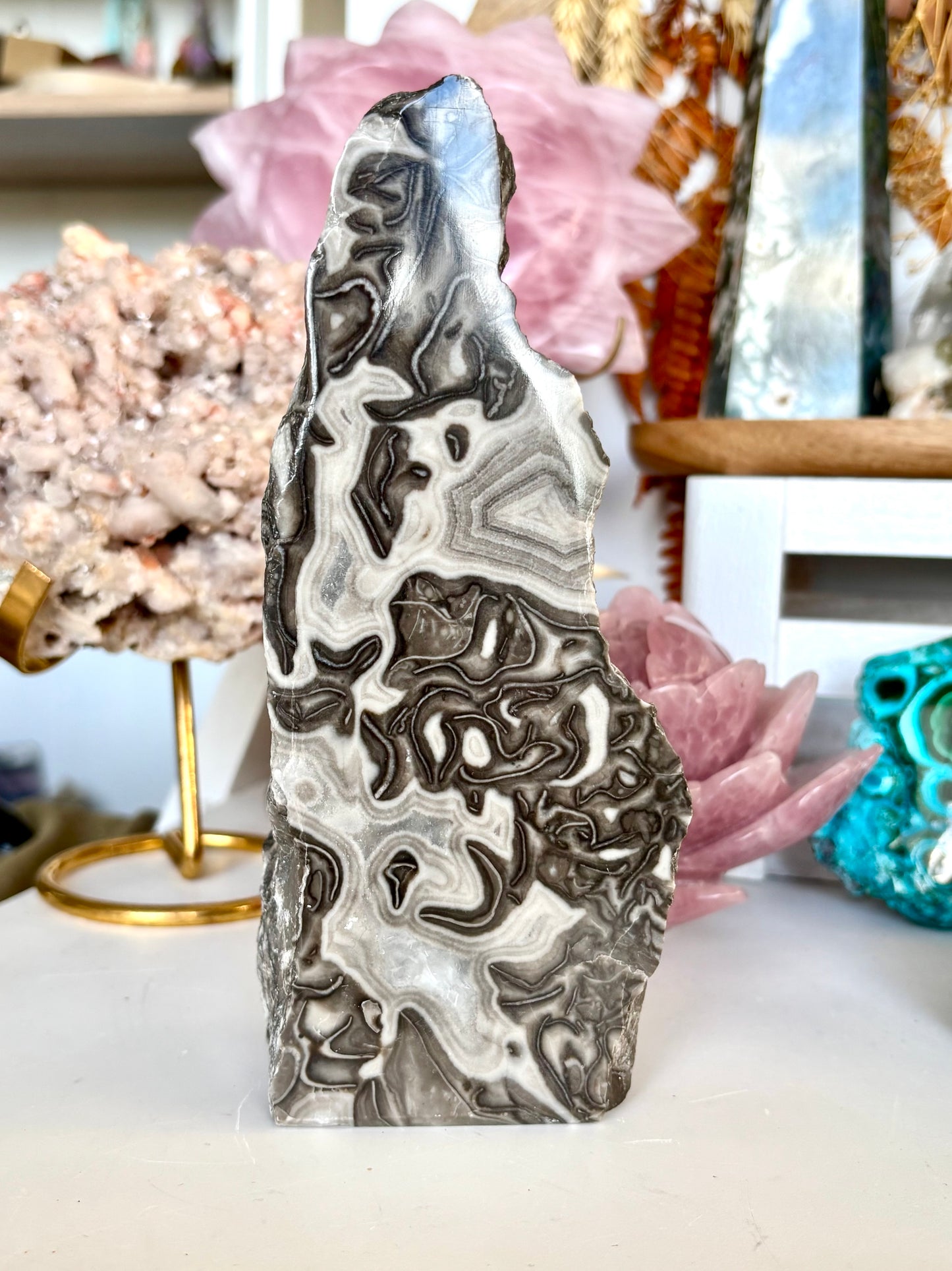 Semi-Polished Fossilised Grey Stomatolite Cutbase