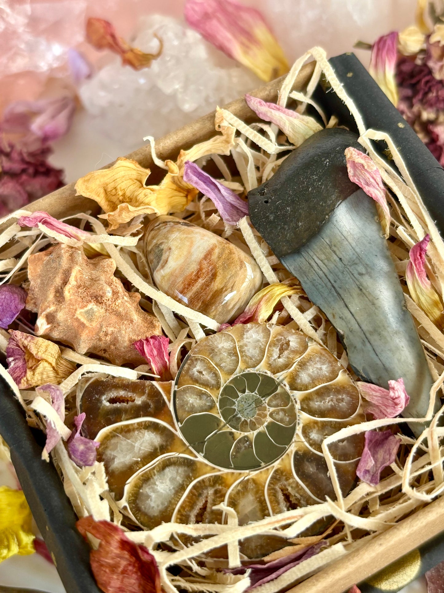 Fossil Box