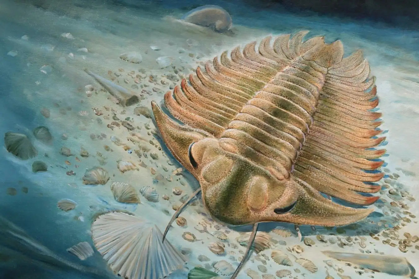 Elrathia Kingii Trilobite Fossil