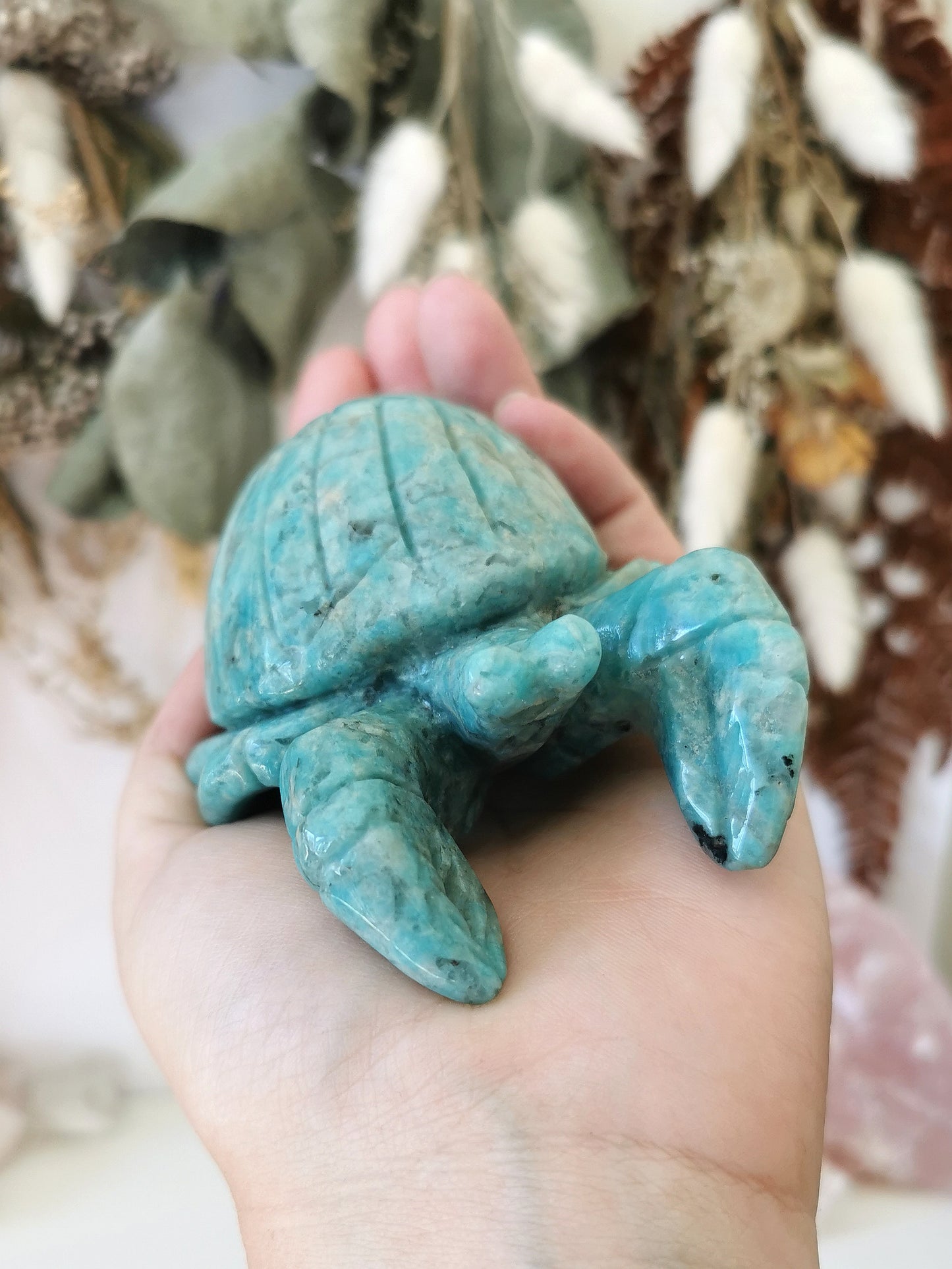 Amazonite Hermit Crab