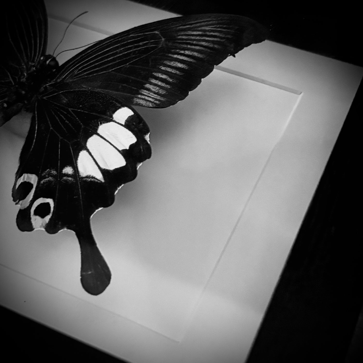 Framed Insects