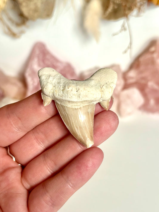 Otodus obliquus Shark Tooth (1)
