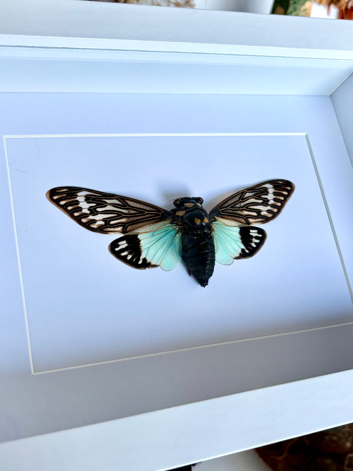 Blue Cicada (Tosena Splendida)