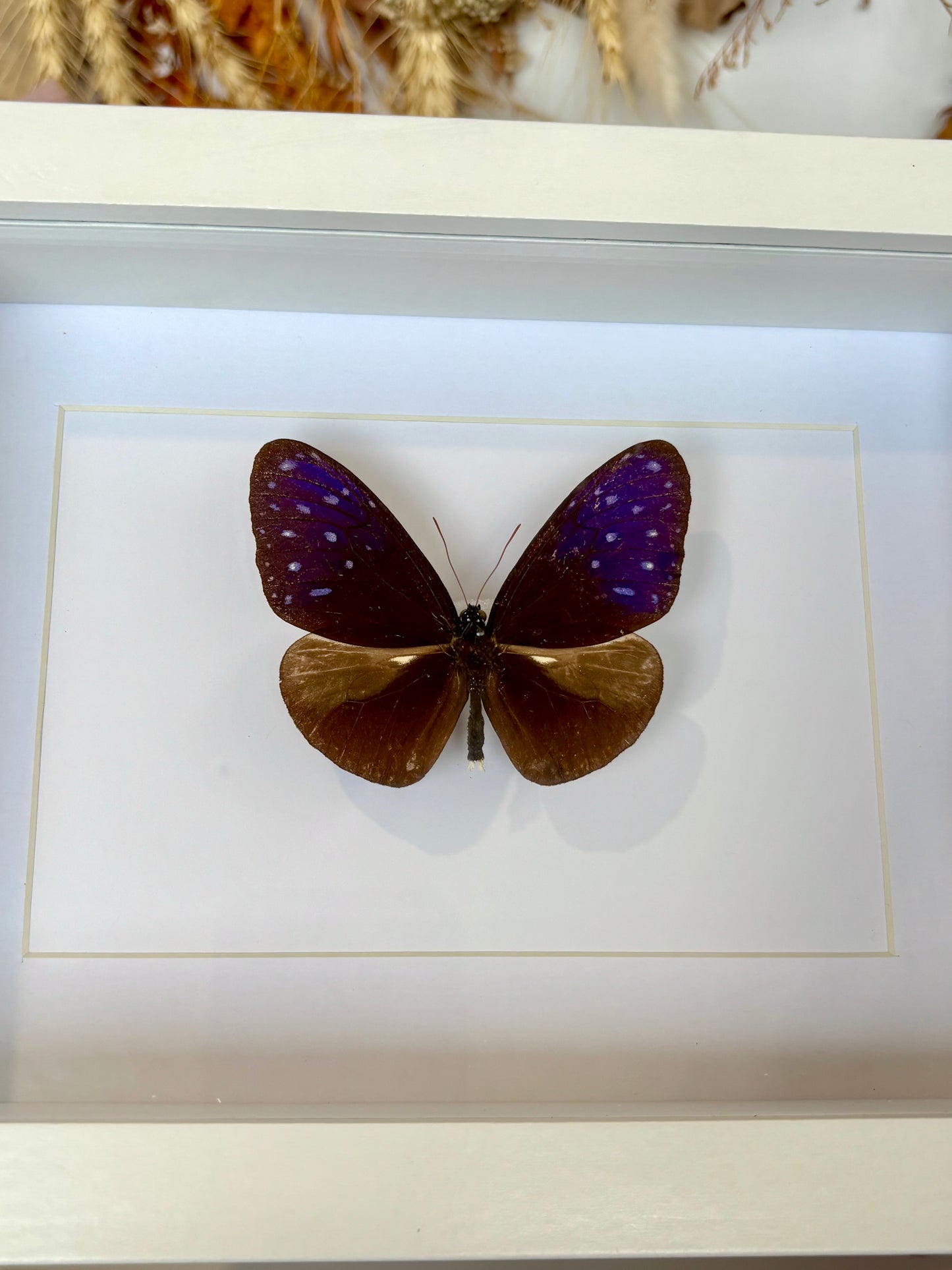 Euploea Crow Butterfly