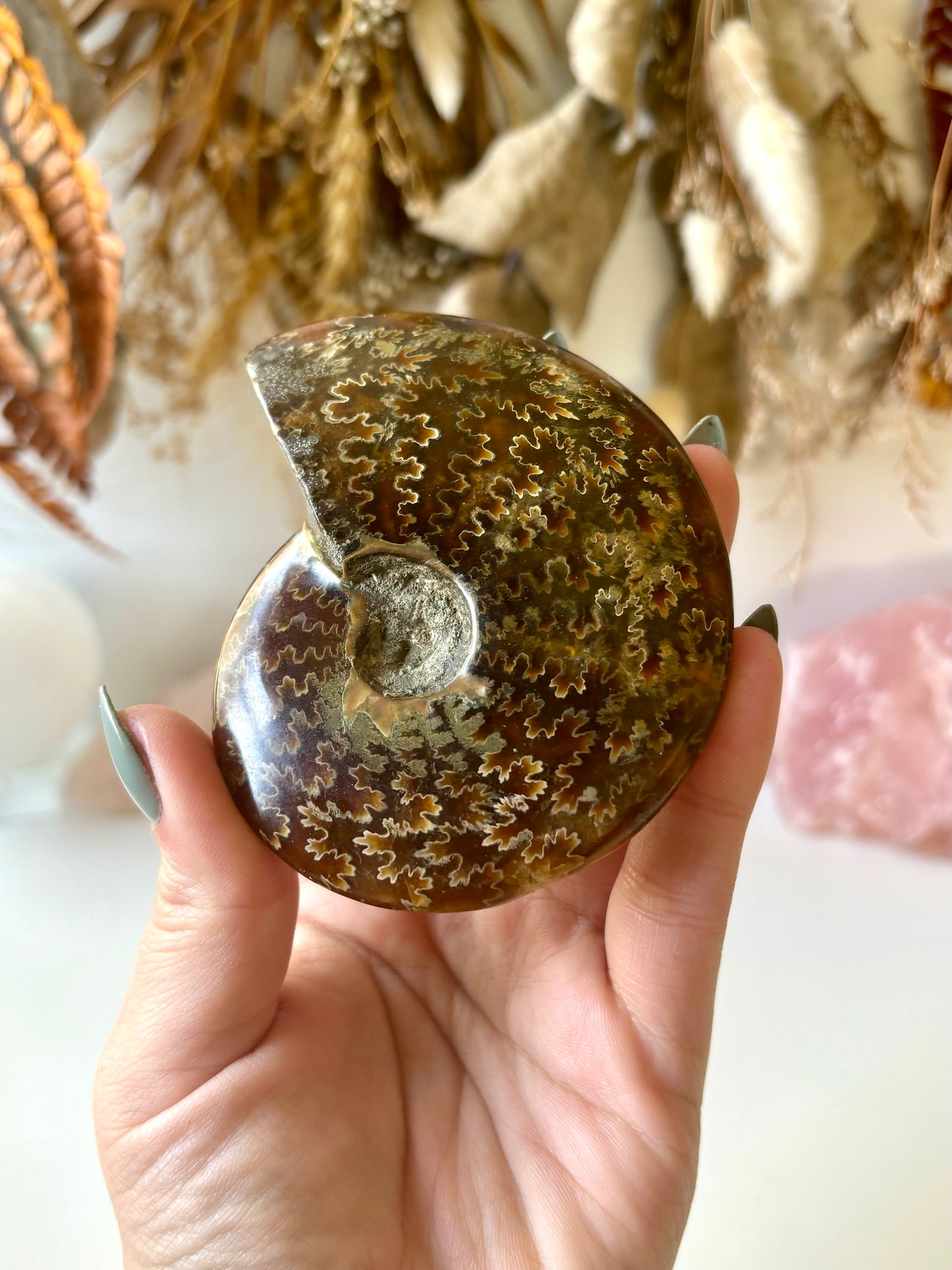 Ammonite (B)