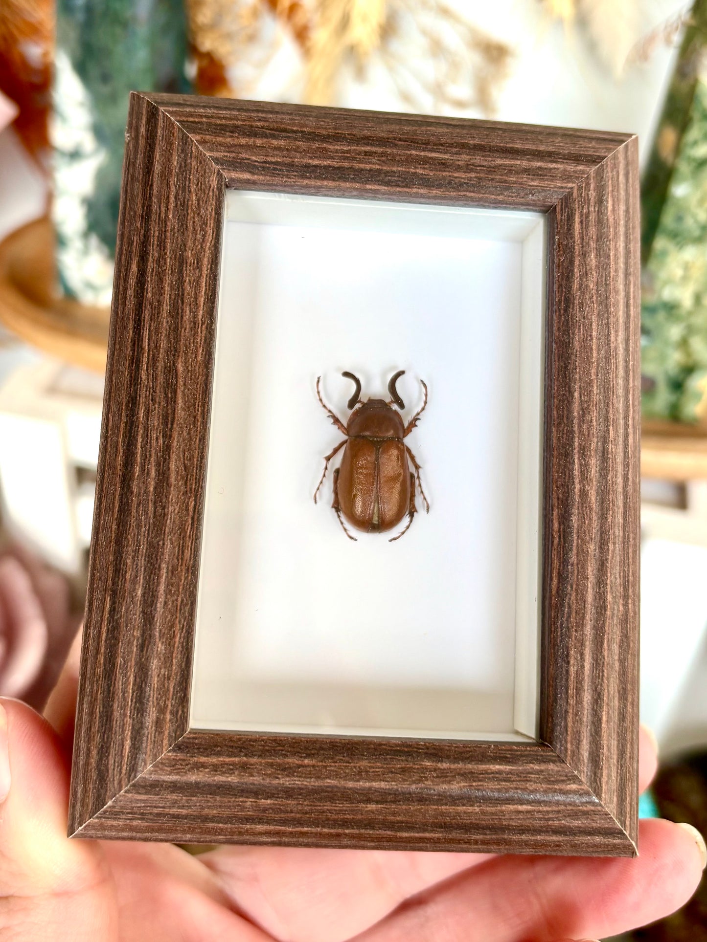 European Chafer Beetle