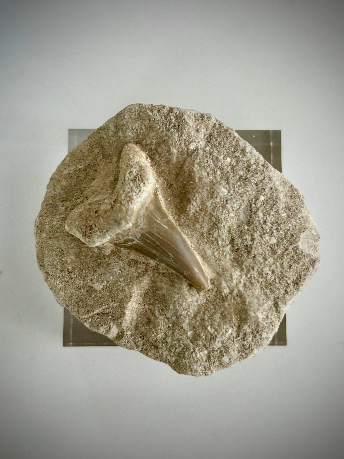Fossilised Otodus Obliquus Shark Tooth in Limestone Matrix