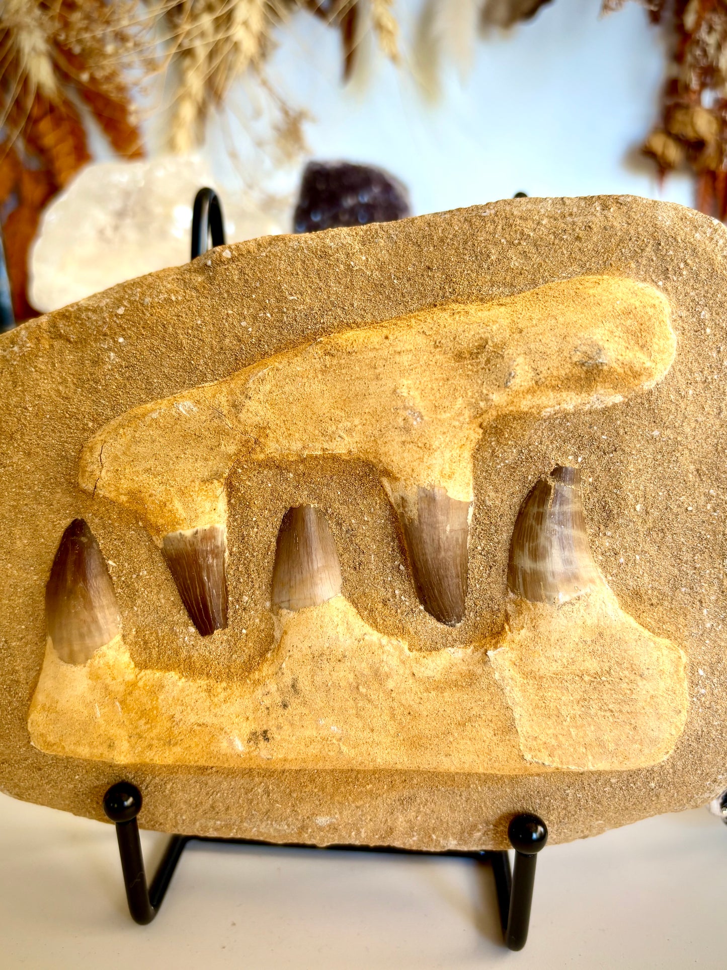 Mosasaur Jaw & Teeth Fossil