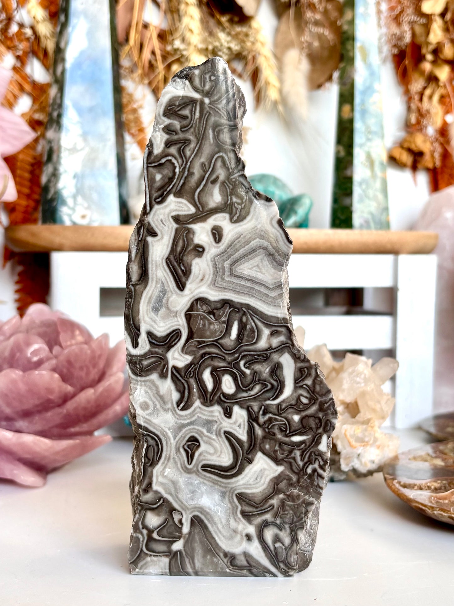 Semi-Polished Fossilised Grey Stomatolite Cutbase