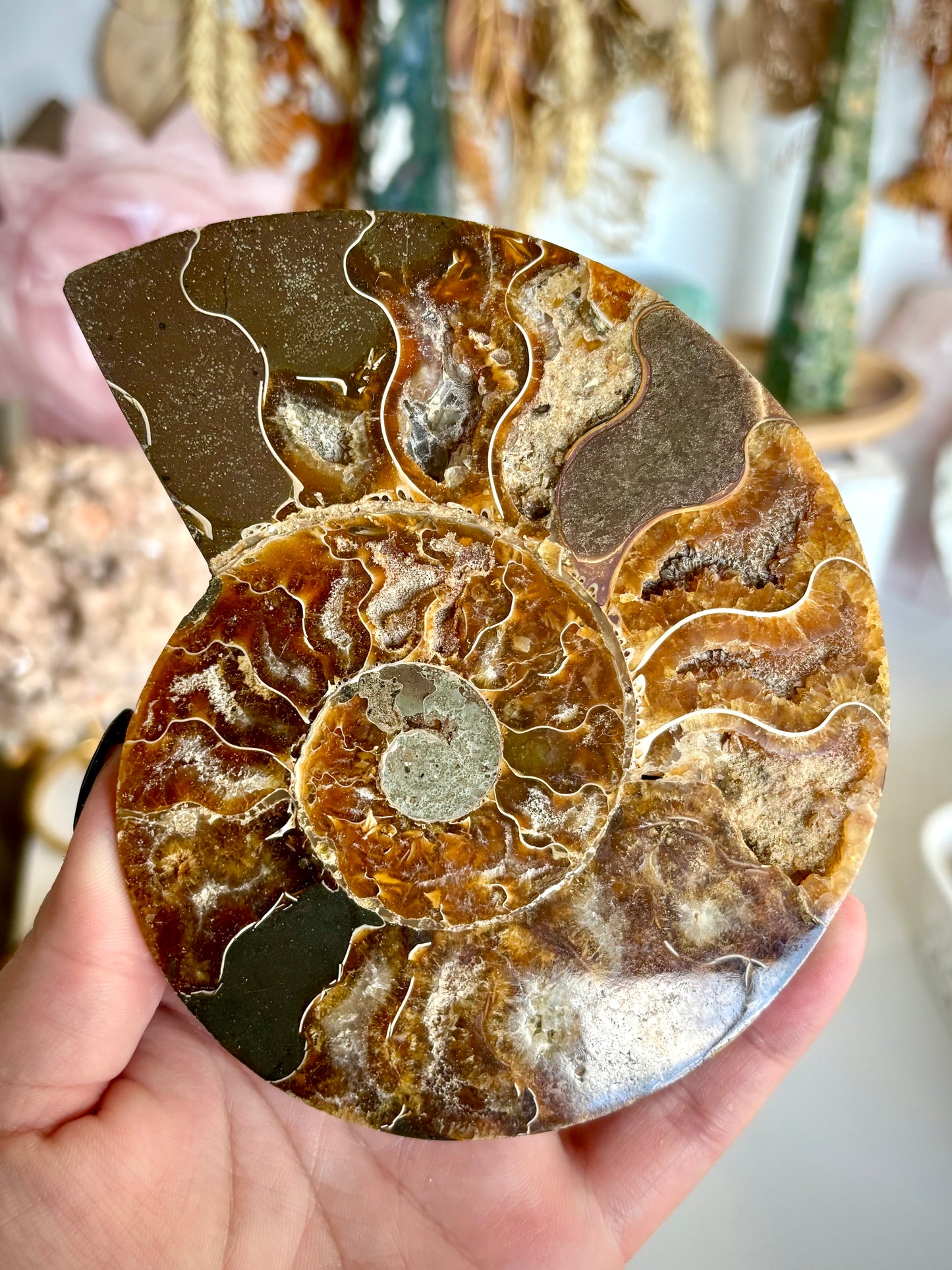 Large Ammonite Cut Pair