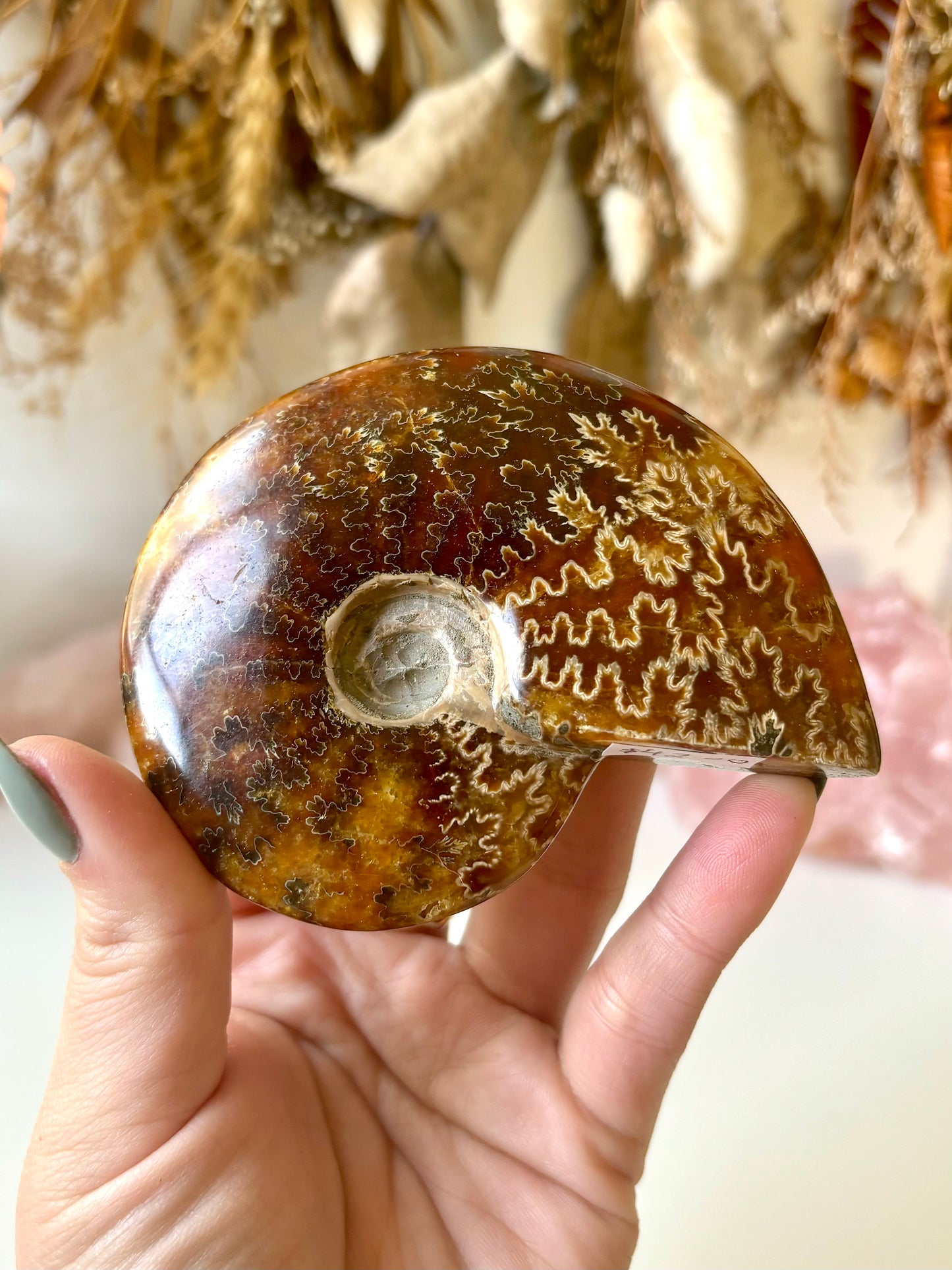 Ammonite (A)