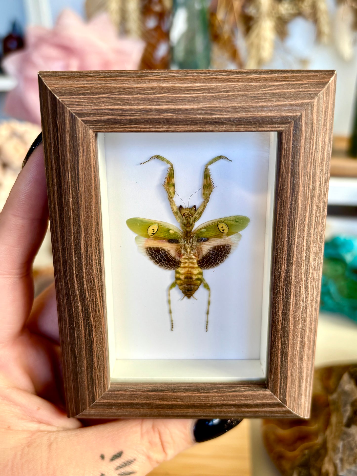 Jeweled Flower Mantis (Creobroter gemmatus)
