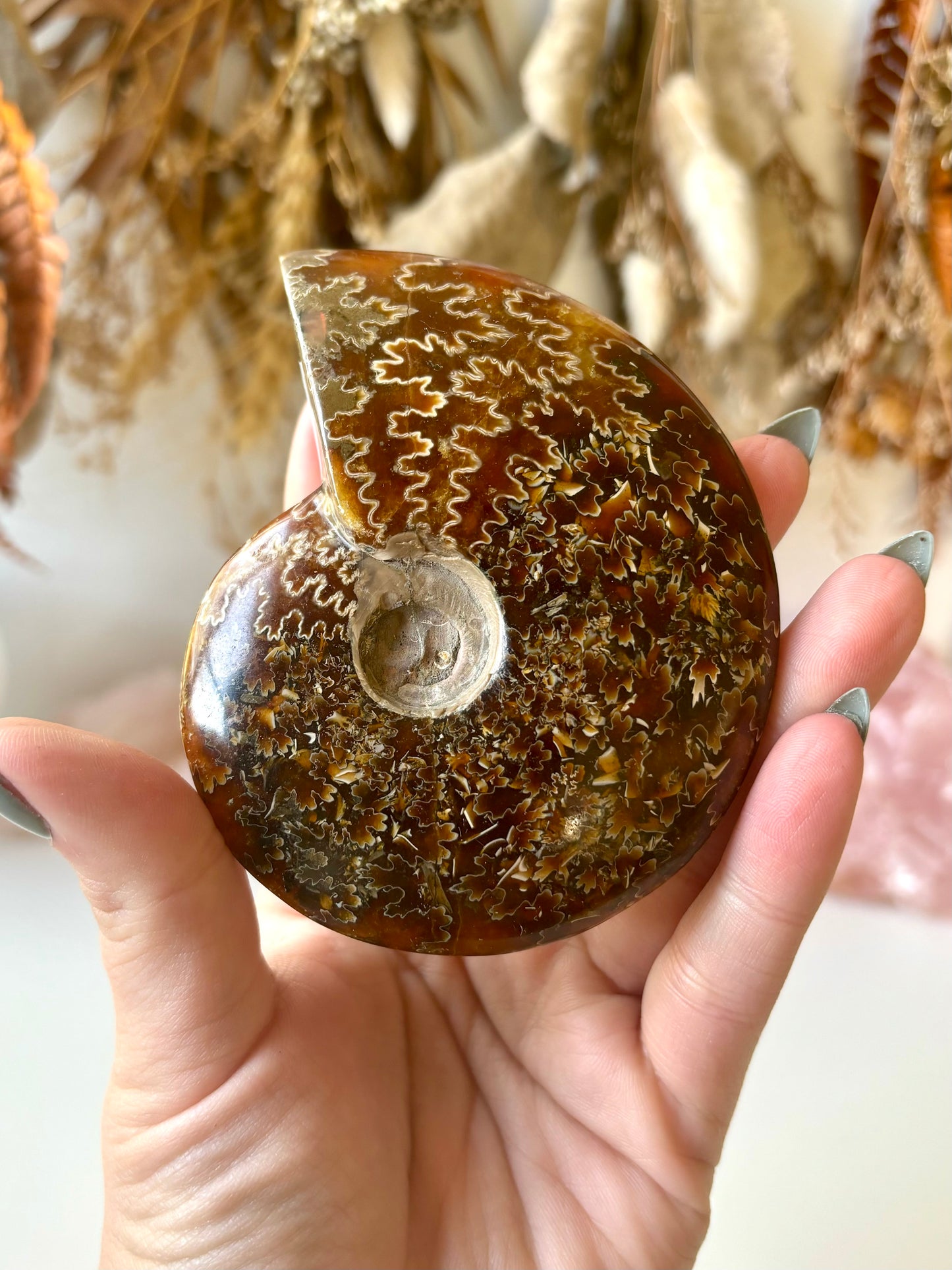 Ammonite (A)