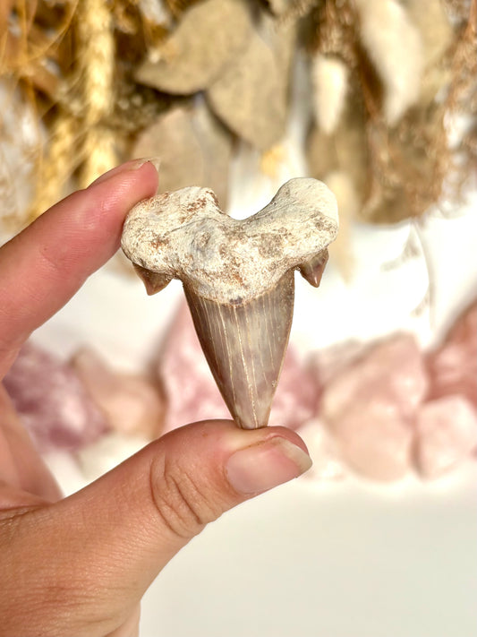 Otodus obliquus Shark Tooth (2)