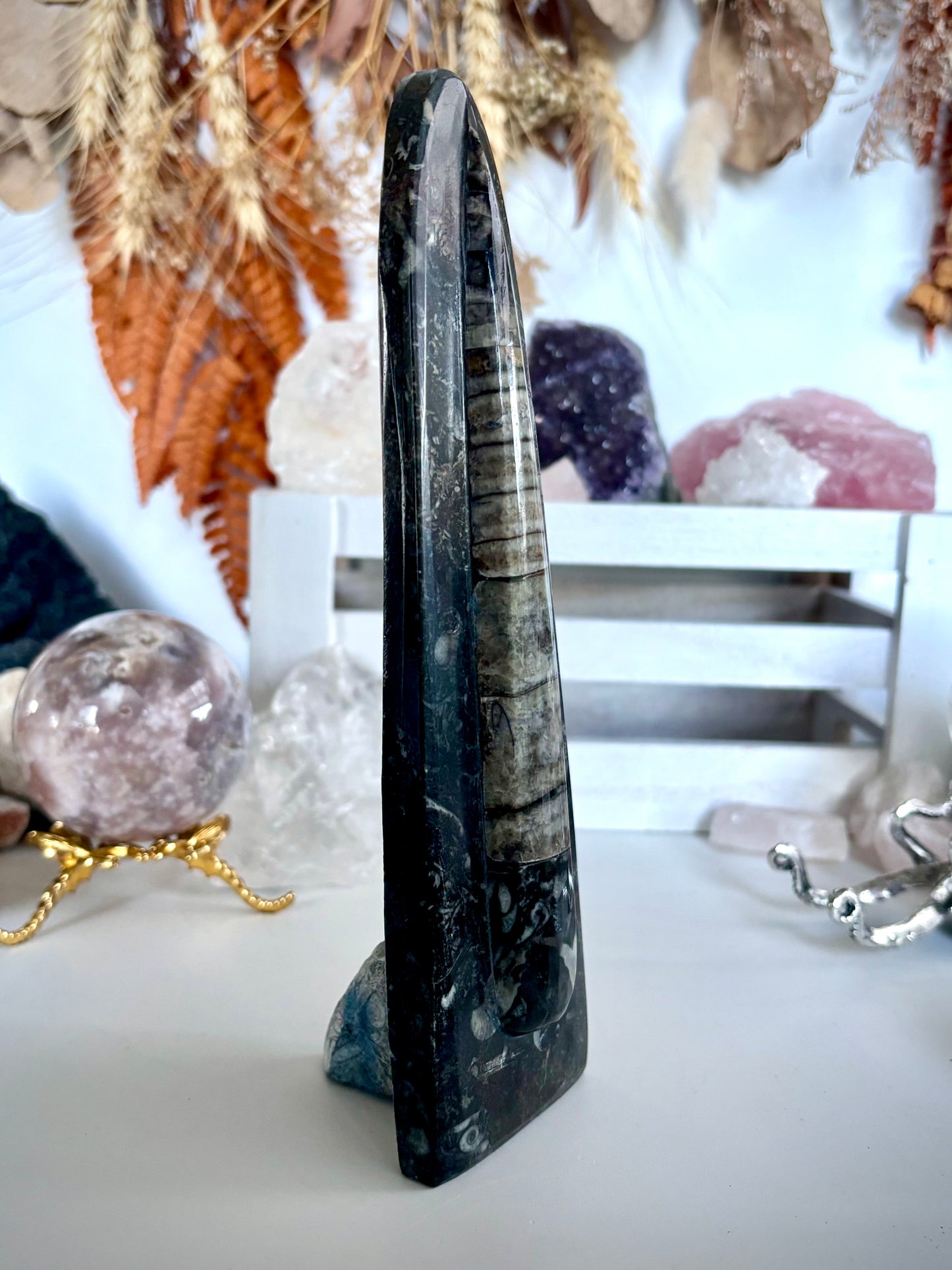Standing Orthoceras Horn Fossil