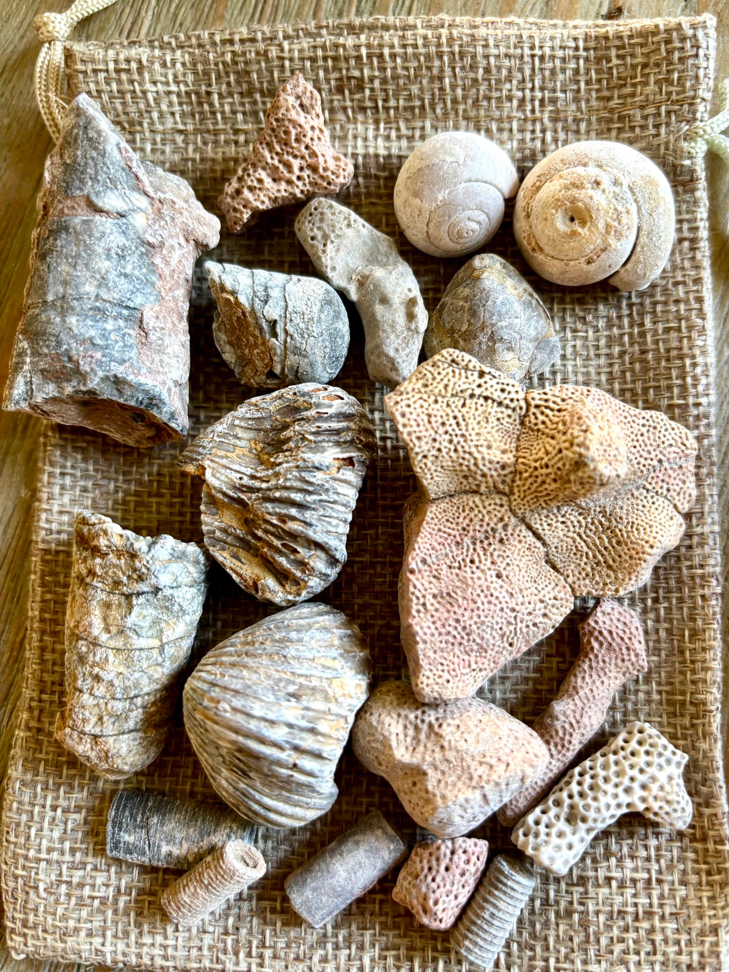 Fossil Assortment (in bag)