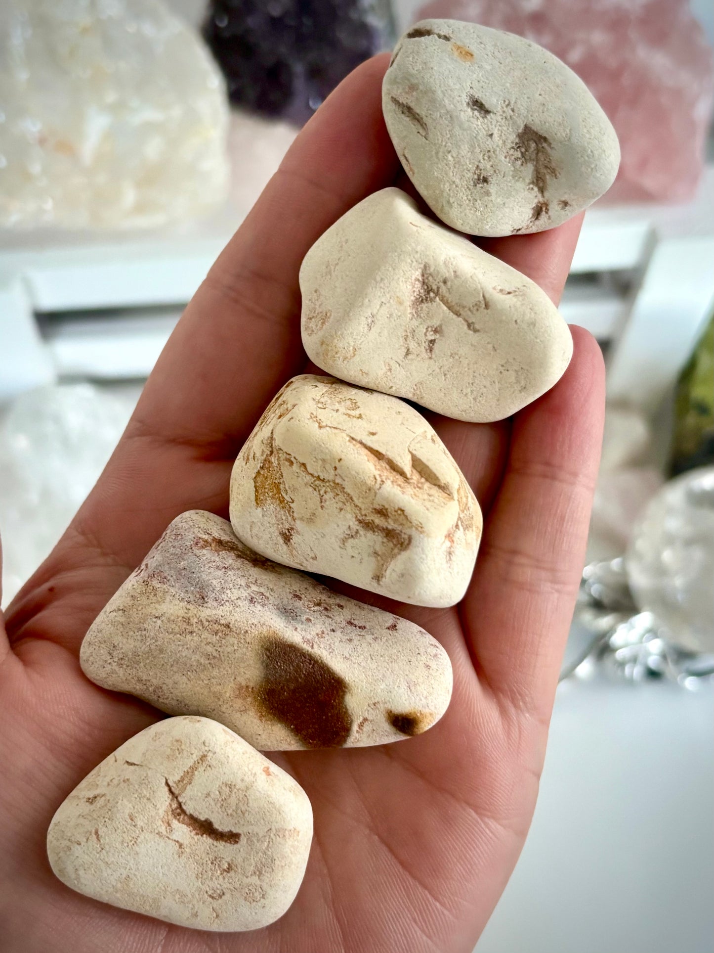 Petrified Algae (Stromatolites)