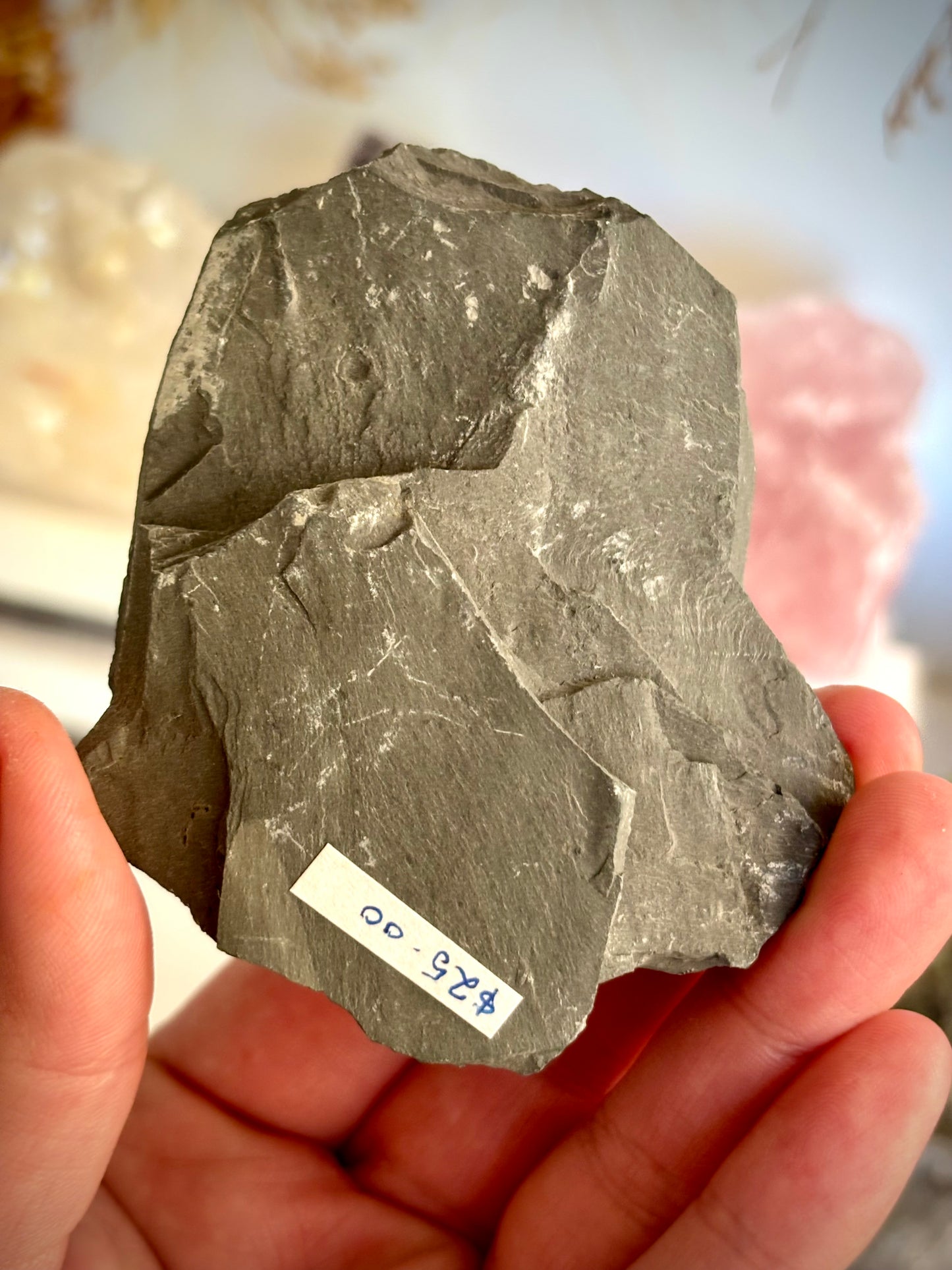 Elrathia Kingii Trilobite Fossil