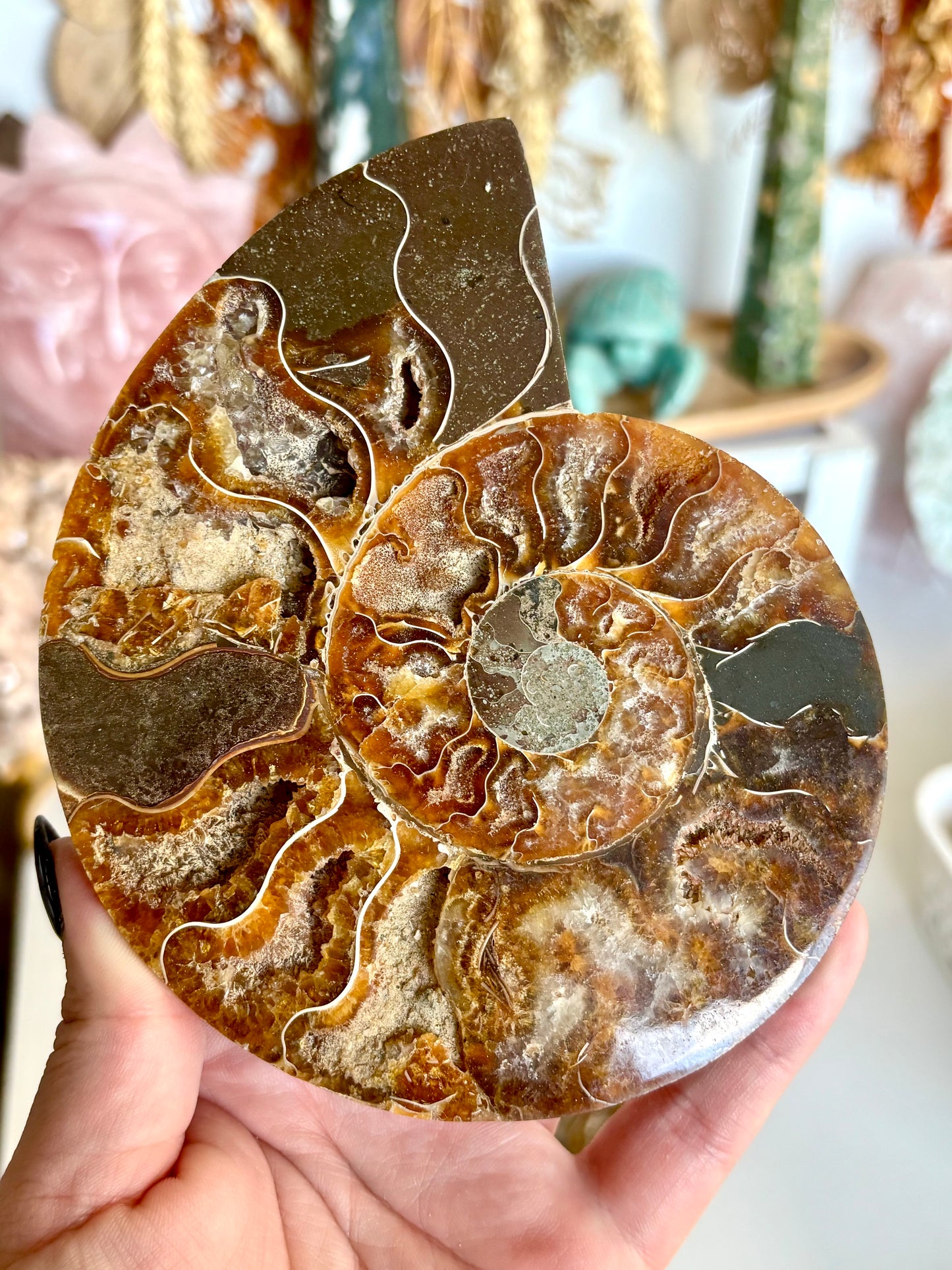 Large Ammonite Cut Pair