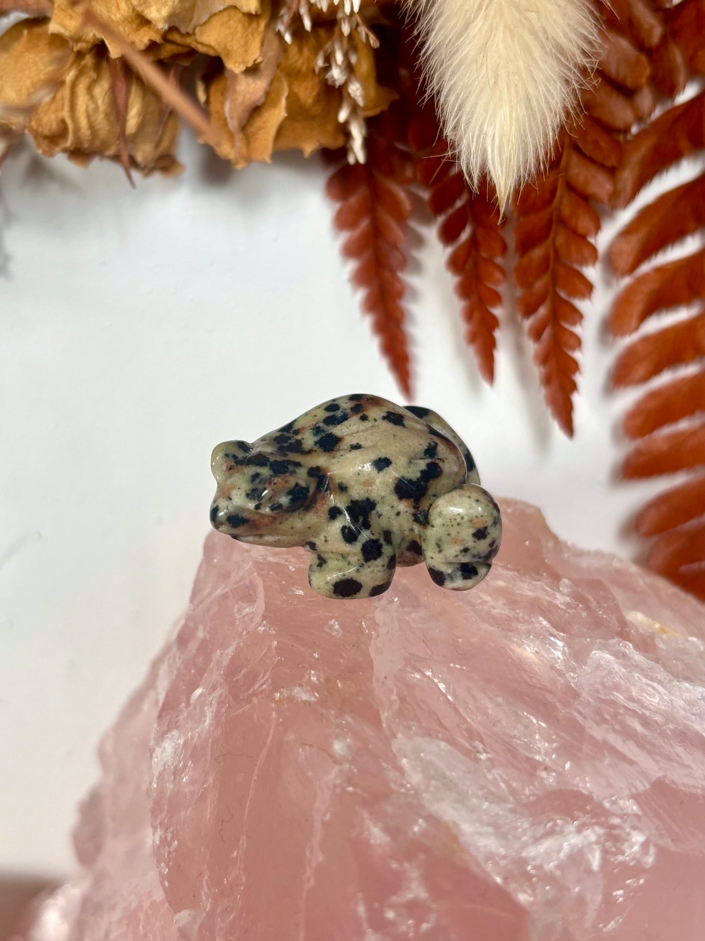 Dalmation Jasper Frog