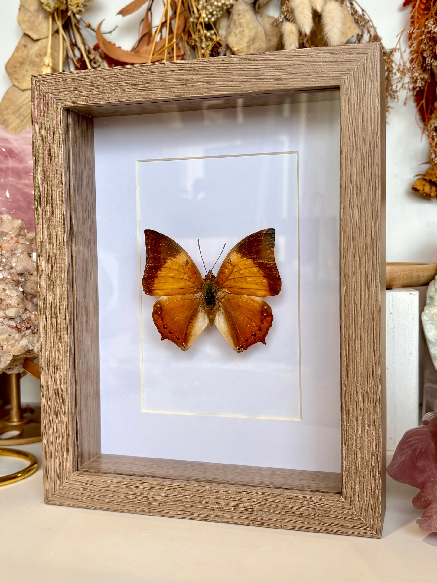 Tawny Raja Butterfly - Revived